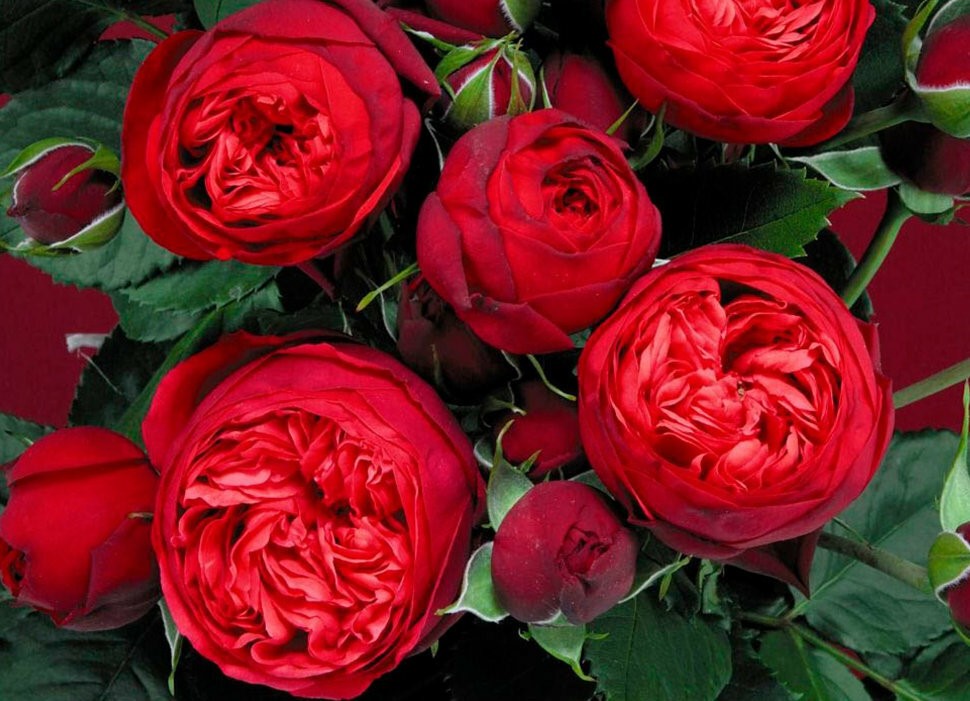 Роза красная москва описание