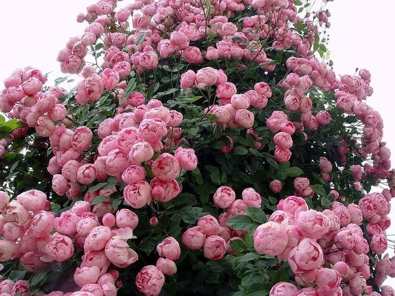 Роза Хэвенли Пинк (Heavenly Pink) заказать в питомнике Флоракат в Белгороде